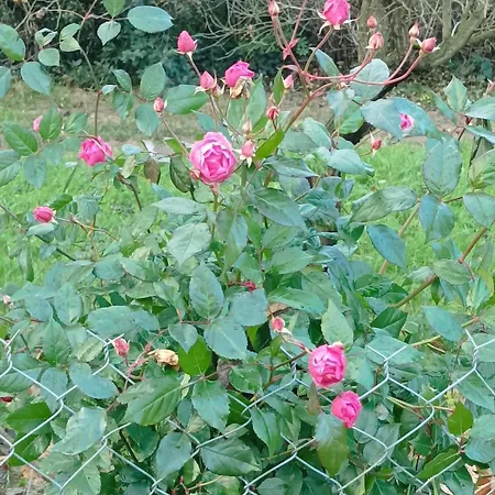 De Cammas ゲストハウス モントーバン