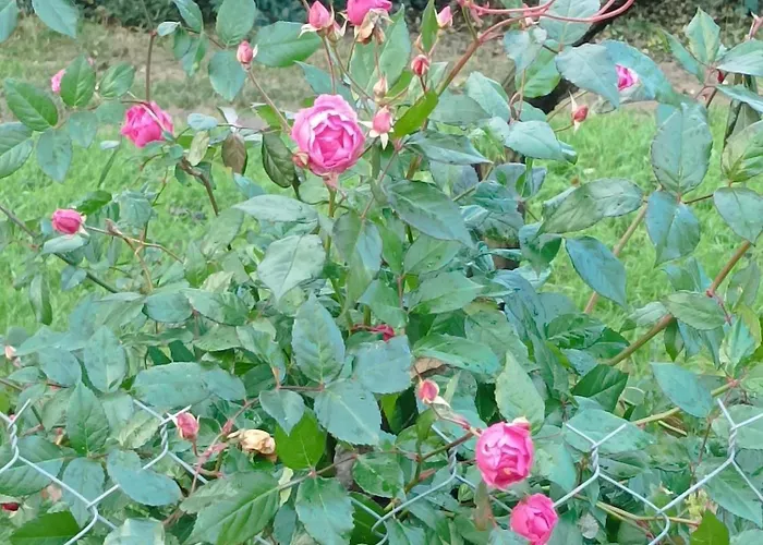 De Cammas ゲストハウス モントーバン